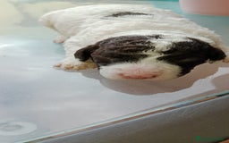 Perro de Agua Español perros en venta: Hembras PDAE - Imagen 2