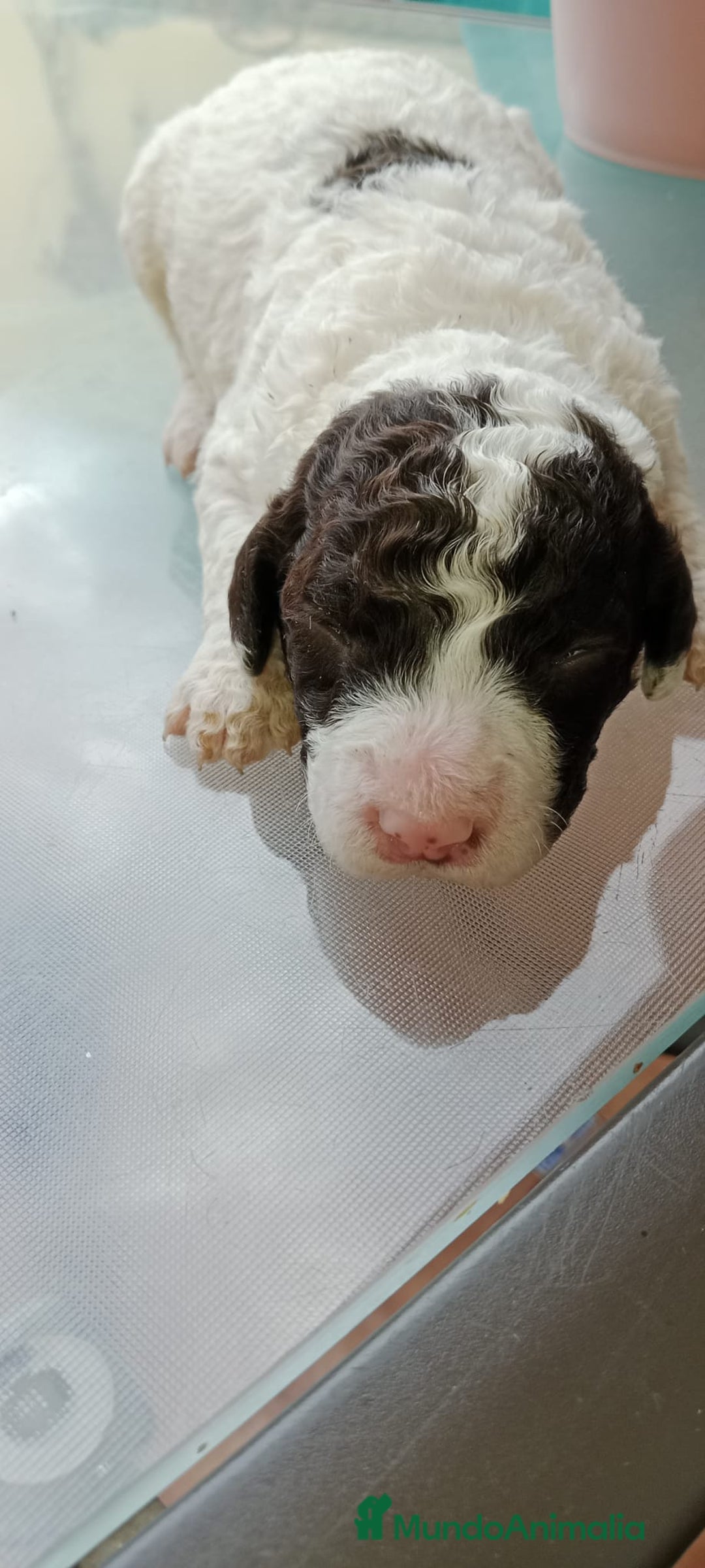 Perro de Agua Español perros en venta: Hembras PDAE - Imagen 2