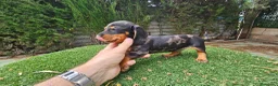 Teckel Miniatura perros en venta: Teckel kanichem cachorro - Anuncio 3