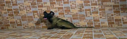Pastor Belga Malinois perros en venta: pastor belga malinois  - Anuncio 2