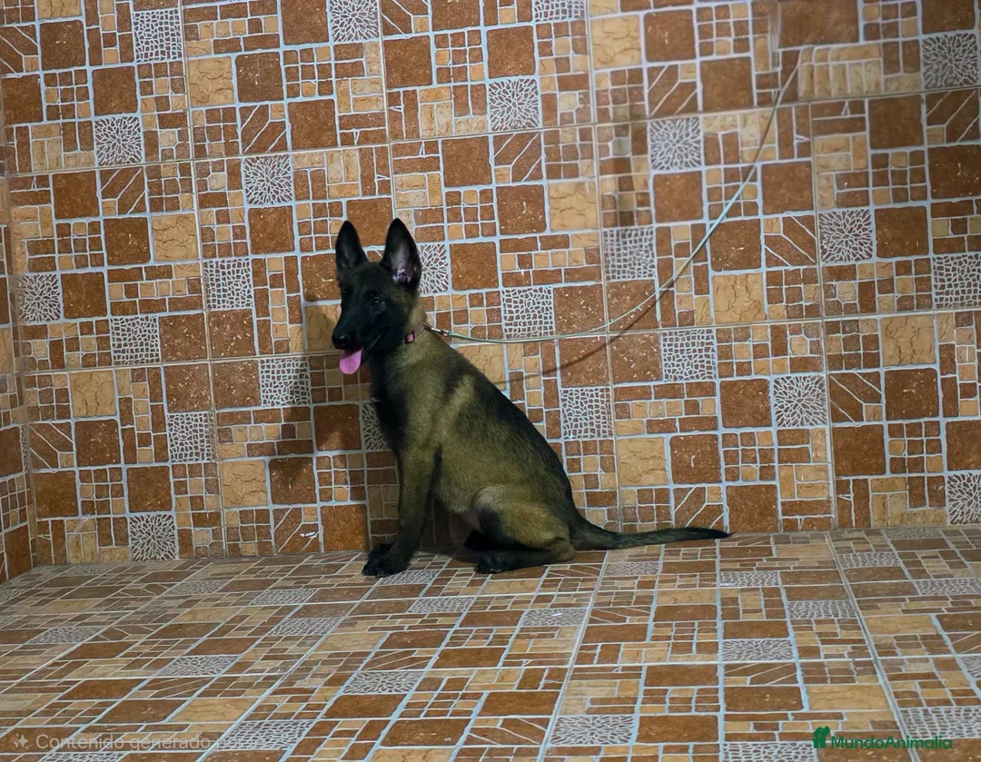 Pastor Belga Malinois perros en venta: pastor belga malinois  - Anuncio 2