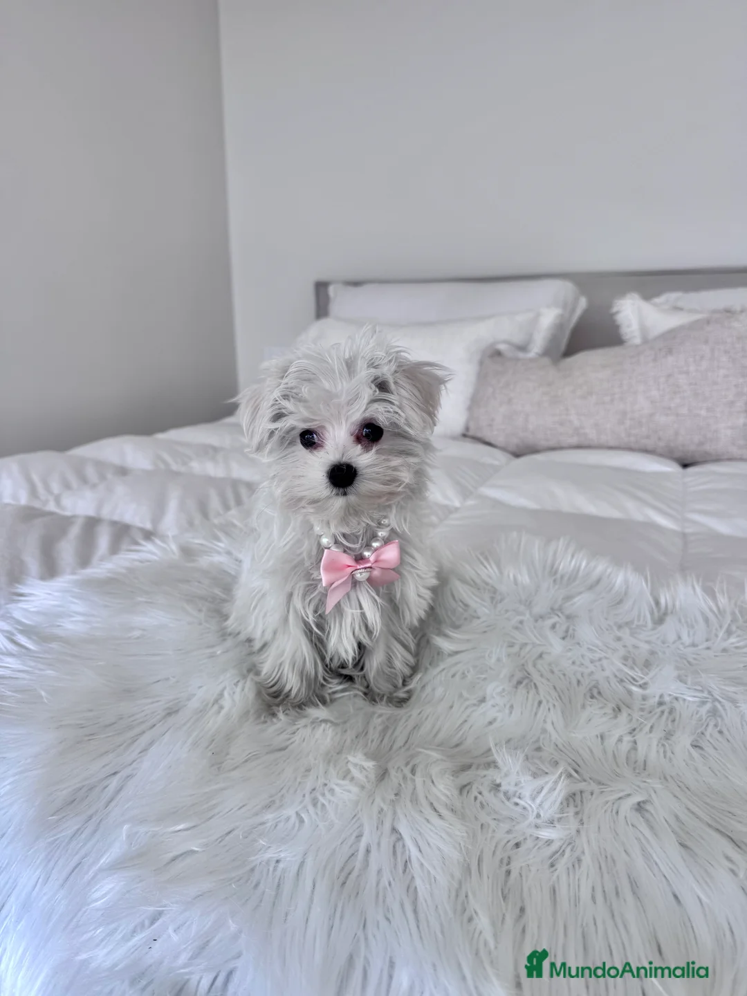 Bichón Maltés perros en venta: Bichón maltes hembra  - Anuncio 1