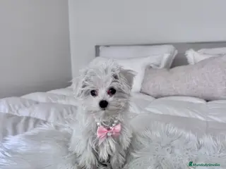 Bichón Maltés perros Bichón maltes hembra - Anuncio 1