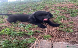 Golden Retriever perros en venta: GOLDEN RETRIEVER  - Imagen 4