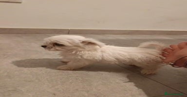Bichón Maltés perros - Propaganda 16