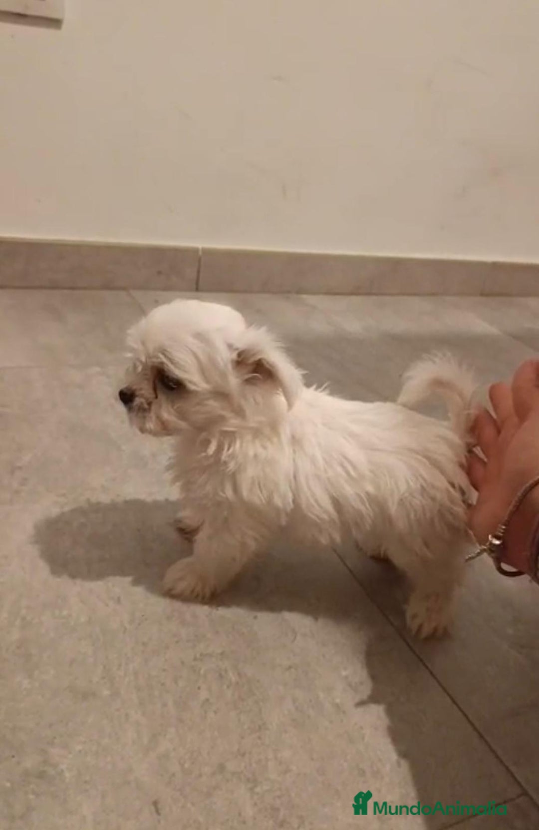 Bichón Maltés perros en venta: Bichon maltés toy - Imagen 2