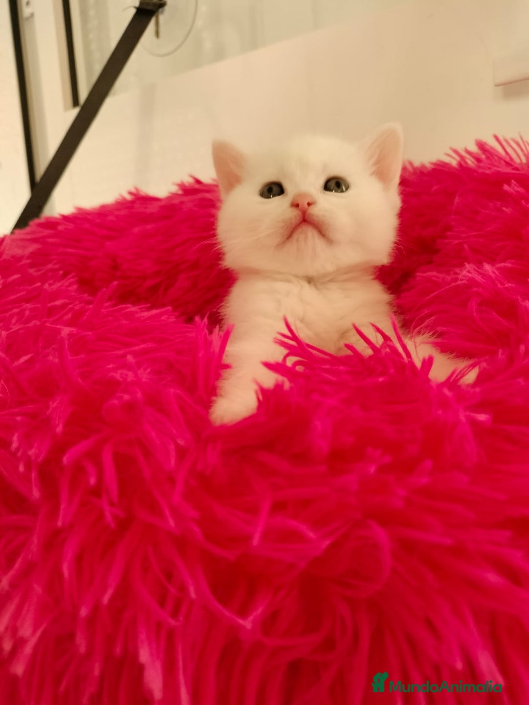 Británico de Pelo Corto gatos en venta: British Shorthair machos y hembra  - Anuncio 5