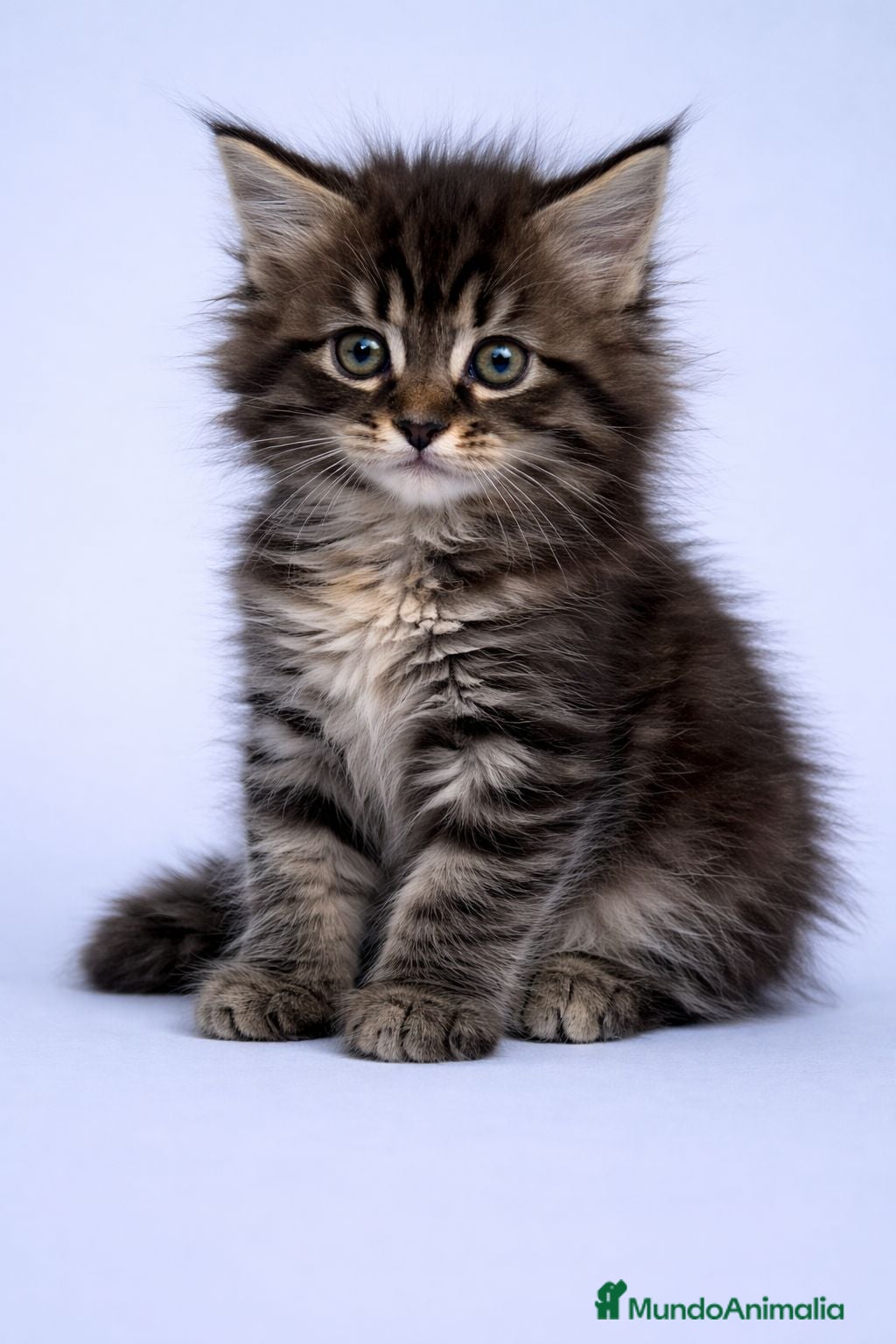 Maine Coon gatos Macho de Maine Coon  - Anuncio 1