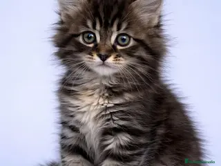 Maine Coon gatos Macho de Maine Coon - Anuncio 1