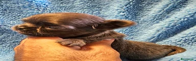 Chihuahua 1