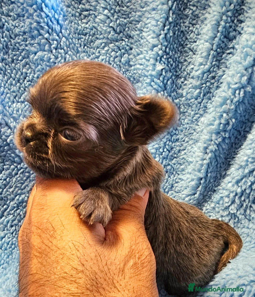 Chihuahua perros en venta: CHIHUAHUA PELO LARGO BLUE  - Anuncio 2