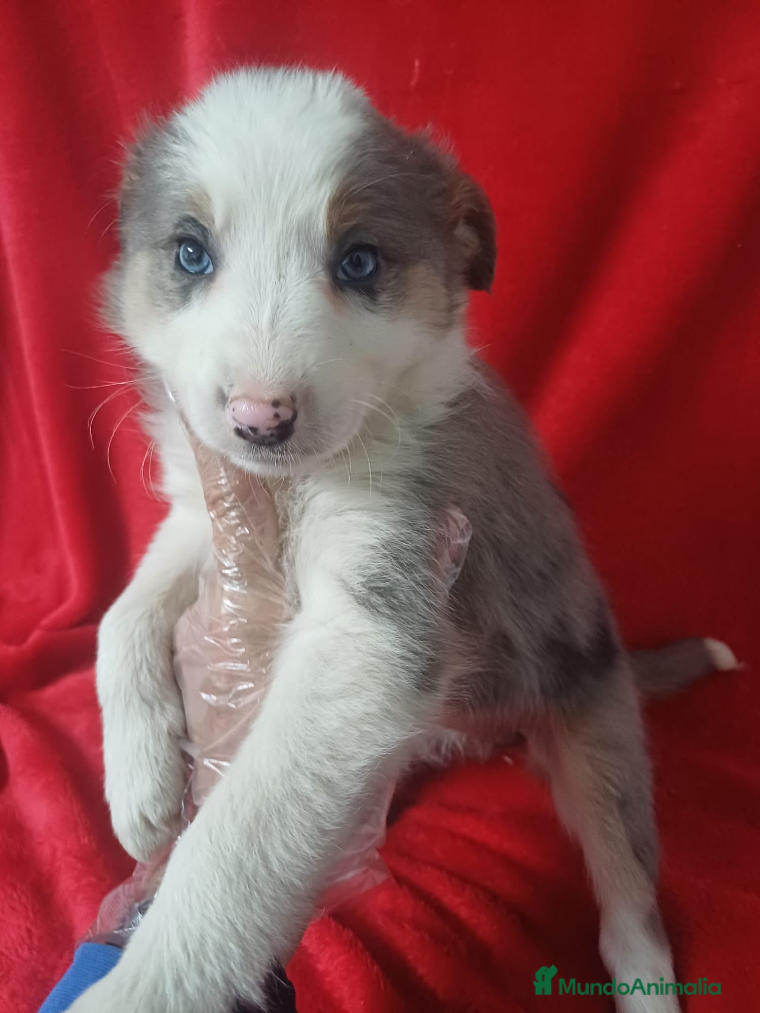 Border Collie perros Border Collie Merle  - Anuncio 14