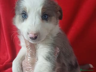 Border Collie perros Border Collie Merle - Anuncio 14