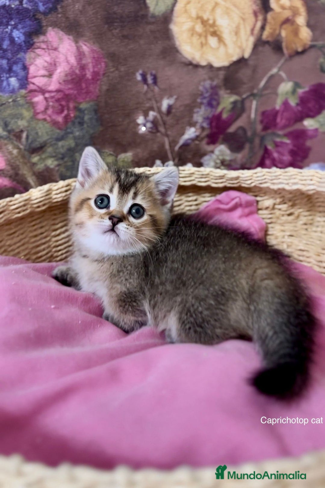 Munchkin gatos en venta: Munchkin gatitos - Anuncio 1