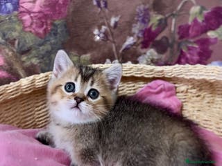 Munchkin gatos Munchkin gatitos - Anuncio 4