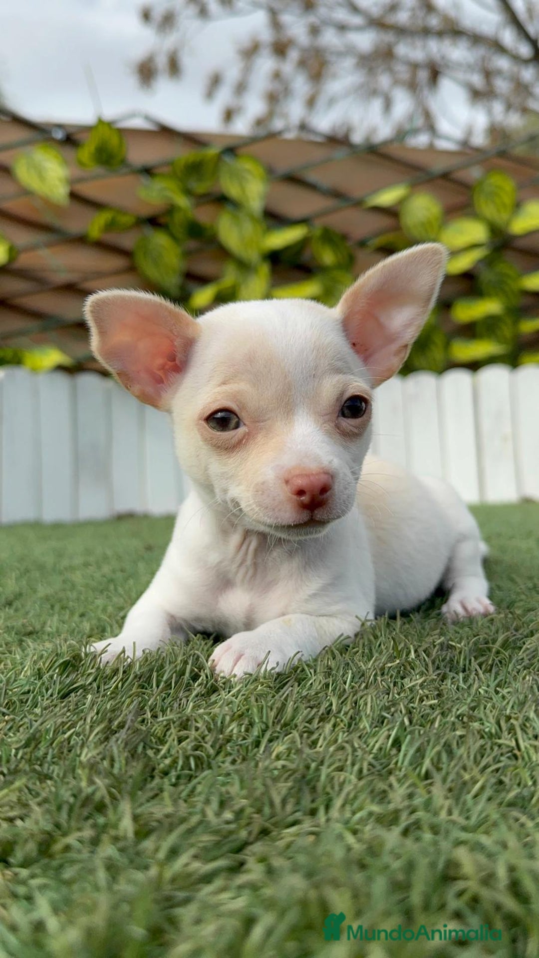 Chihuahua perros en venta: CHIHUAHUA MACHO - Anuncio 4
