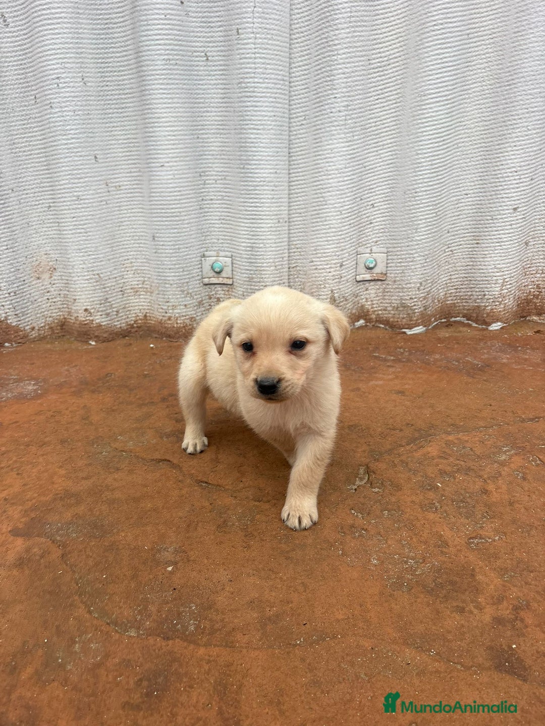 Labrador Retriever perros en venta: Labrador retriever  - Anuncio 12