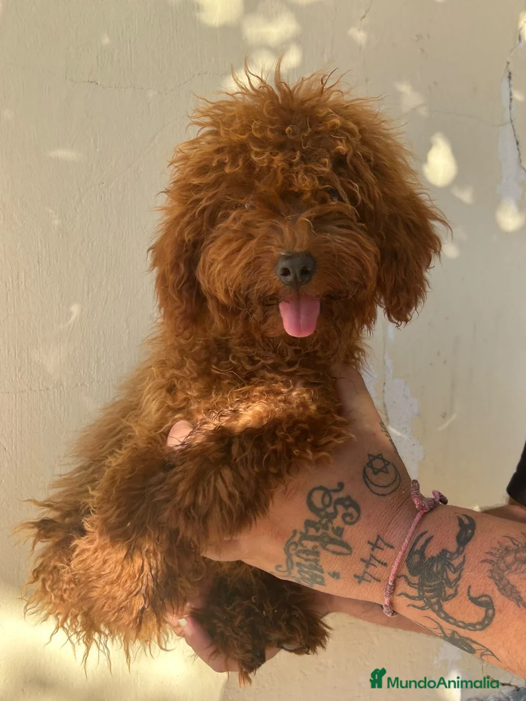 Caniche Enano perros en venta: Caniche enano  - Anuncio 2