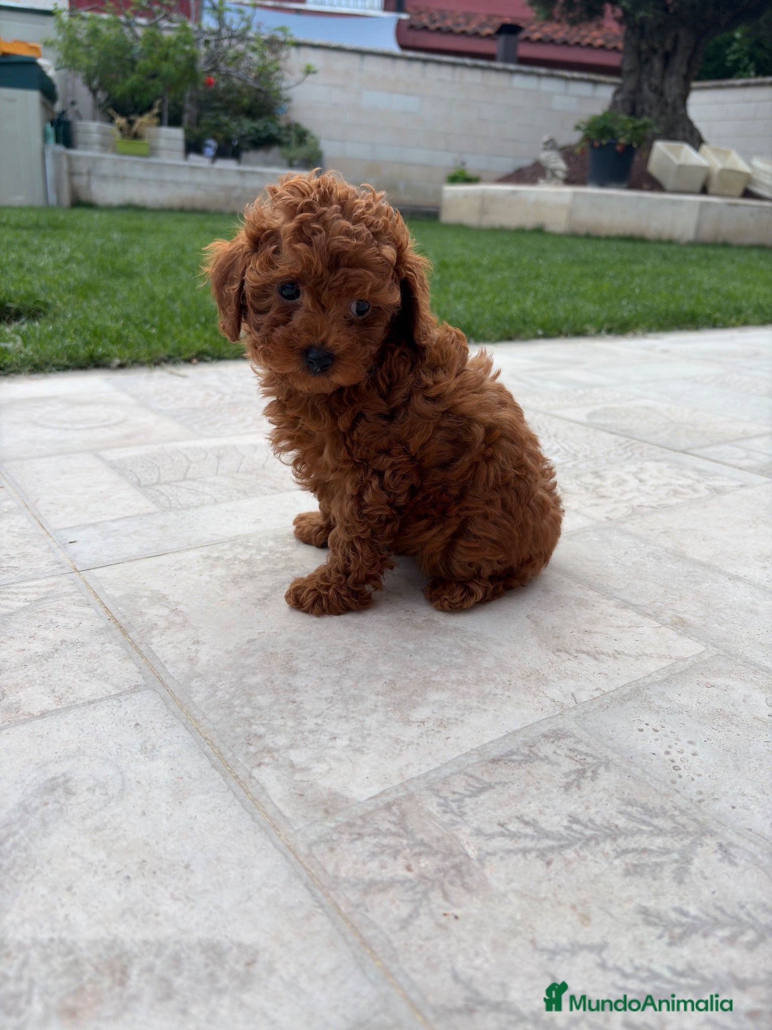 Caniche Toy perros Caniche Toy rojo - Anuncio 1