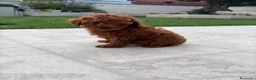 Caniche Toy perros en venta: Caniche Toy rojo - Anuncio 1