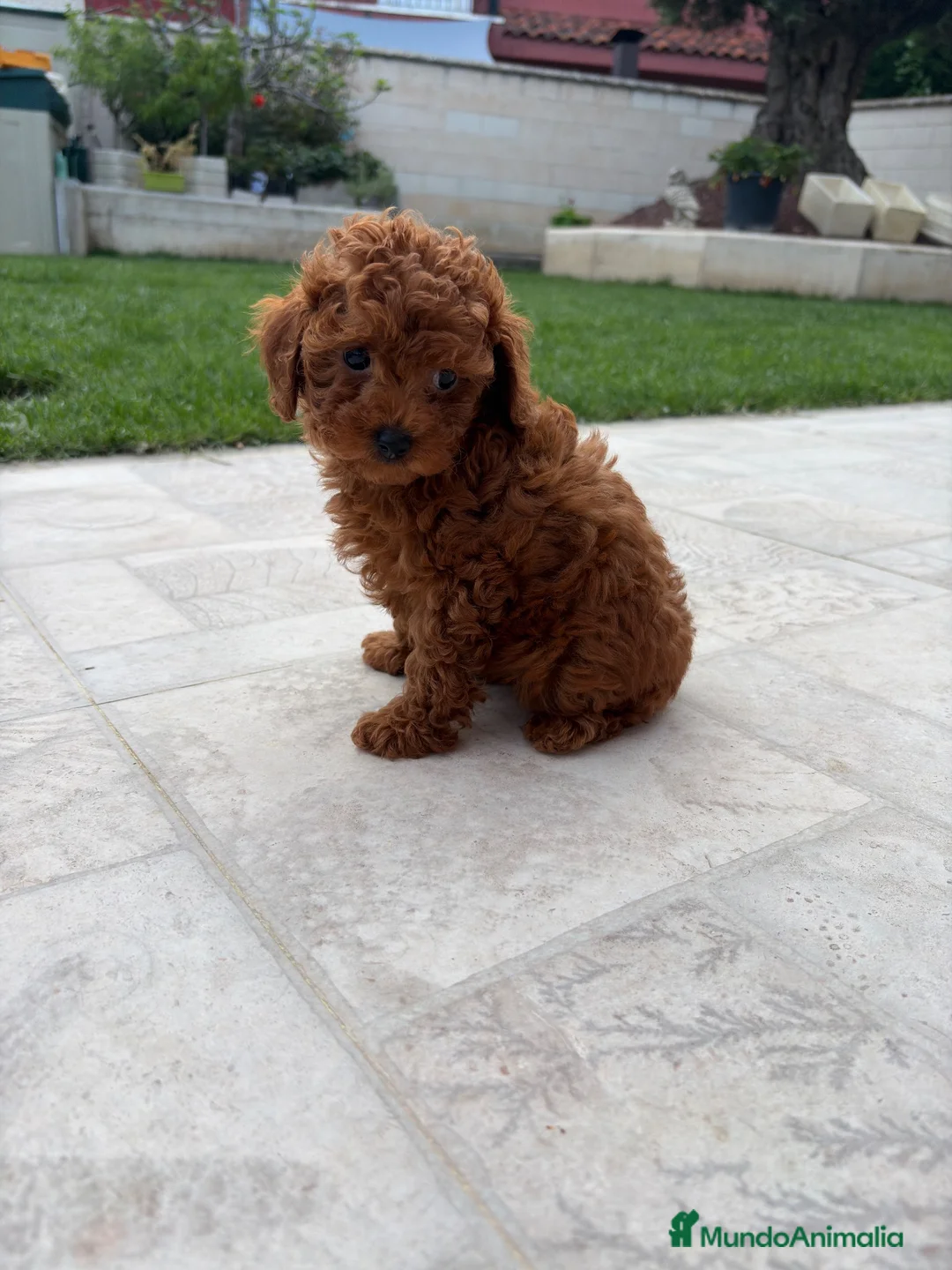 Caniche Toy perros en venta: Caniche Toy rojo - Anuncio 1