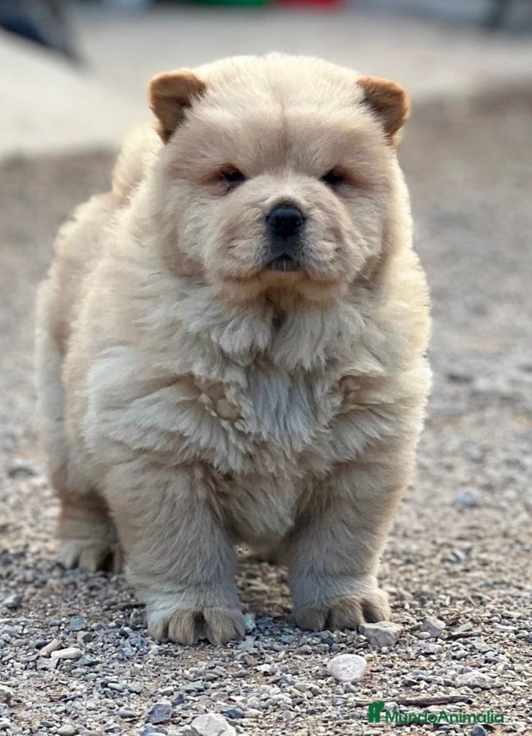 Chow Chow perros en venta: Hembra y macho  - Imagen 1