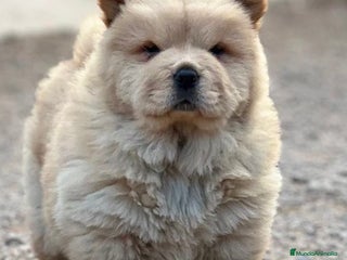 Chow Chow perros - Anuncio 3
