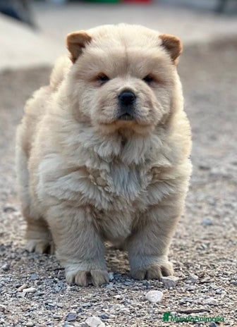 Chow Chow perros - Anuncio 3