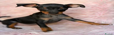 Pinscher Miniatura 3