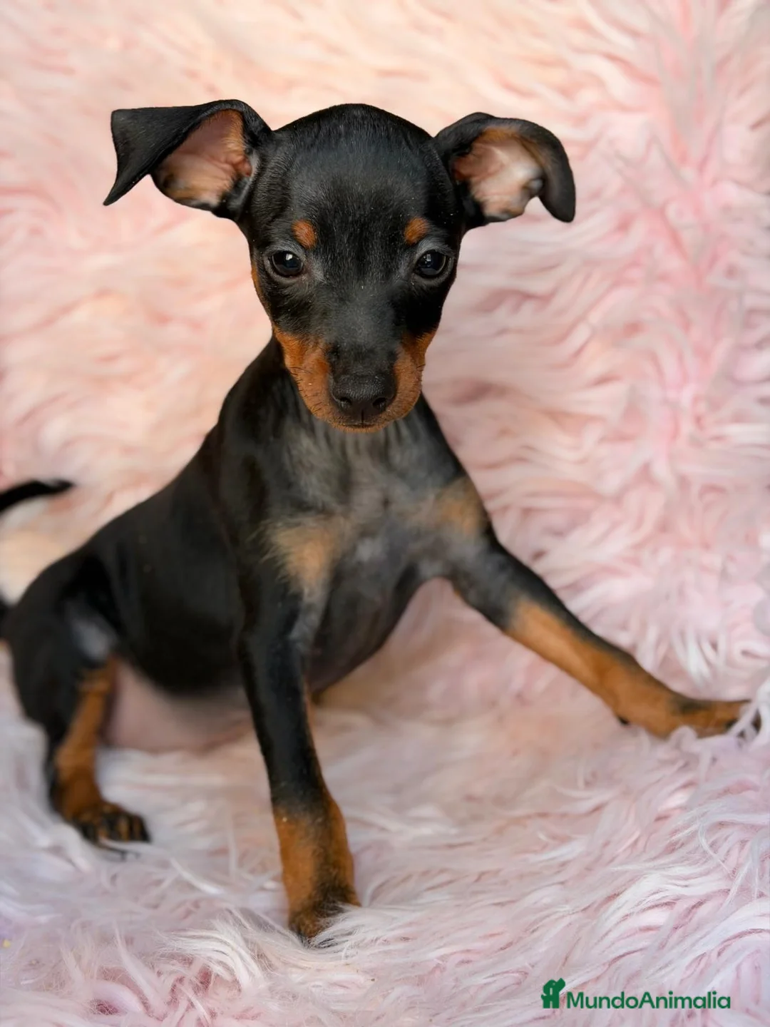 Pinscher Miniatura perros en venta: MINIPINSCHER OPORTUNIDAD - Anuncio 10