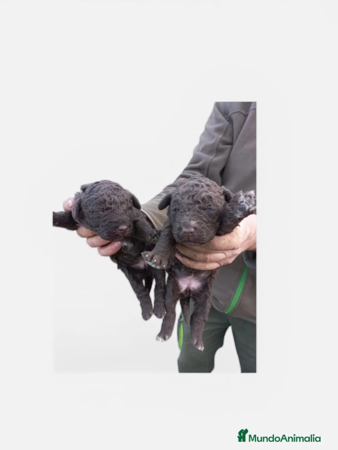 Perro de Agua Español perros en venta: PERRO DE AGUA ESPAÑOL - Anuncio 18