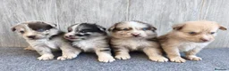 Raza Mixta perros en venta: BORDERPOM (BORDER COLLIE + POMERANIA) MACHOS - Anuncio 8