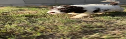 Perro de Agua Español perros en venta: Disponible Perros de agua de Calidad  - Anuncio 10