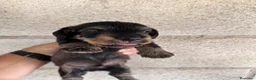 Teckel perros en venta: Teckel pelo duro Sevilla - Anuncio 8