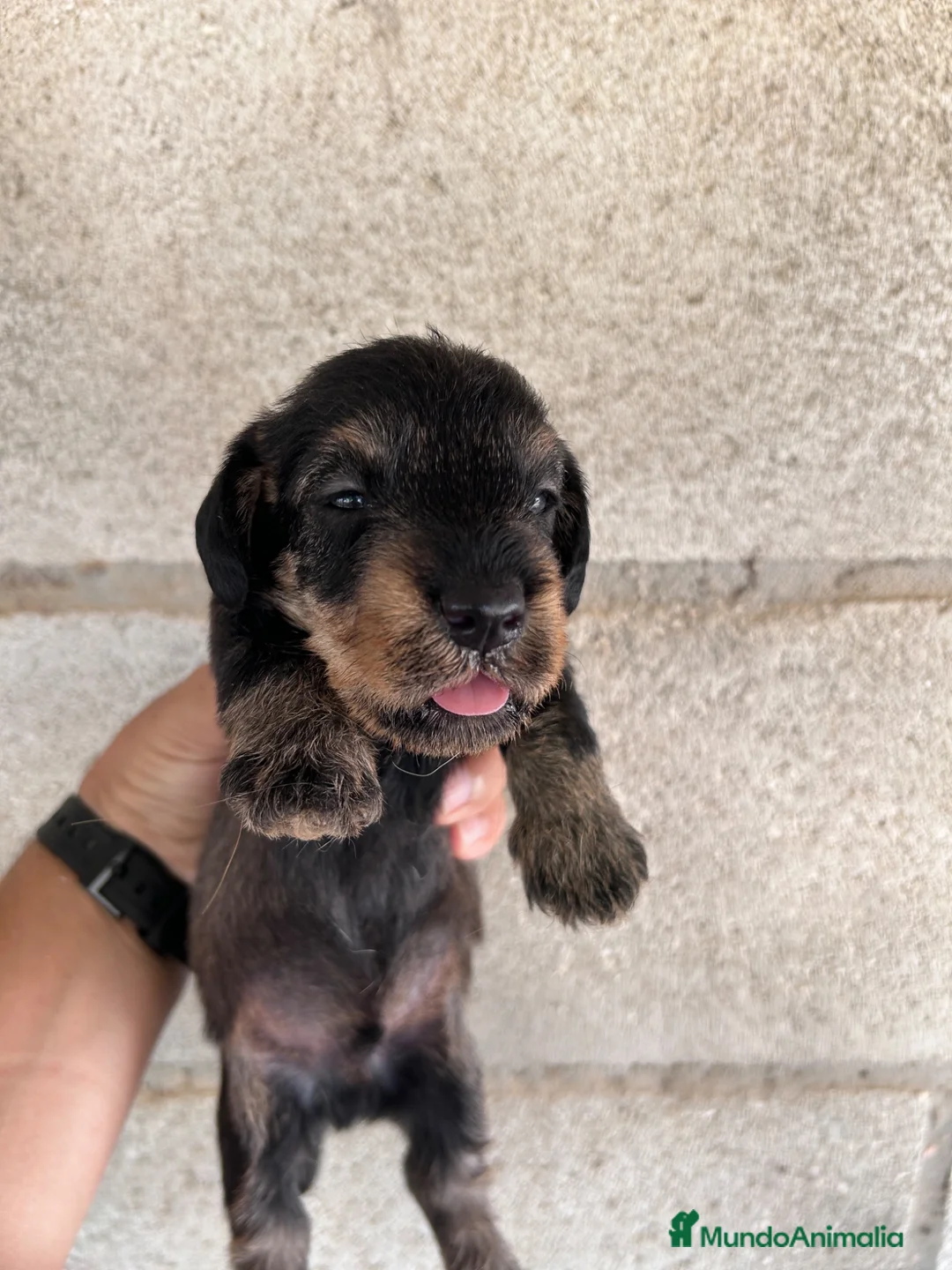 Teckel perros en venta: Teckel pelo duro Sevilla - Anuncio 8