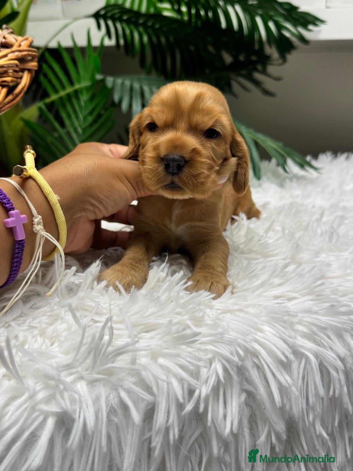 Cocker Spaniel Inglés perros en venta: COCKER SPANIEL INGLES - Anuncio 7