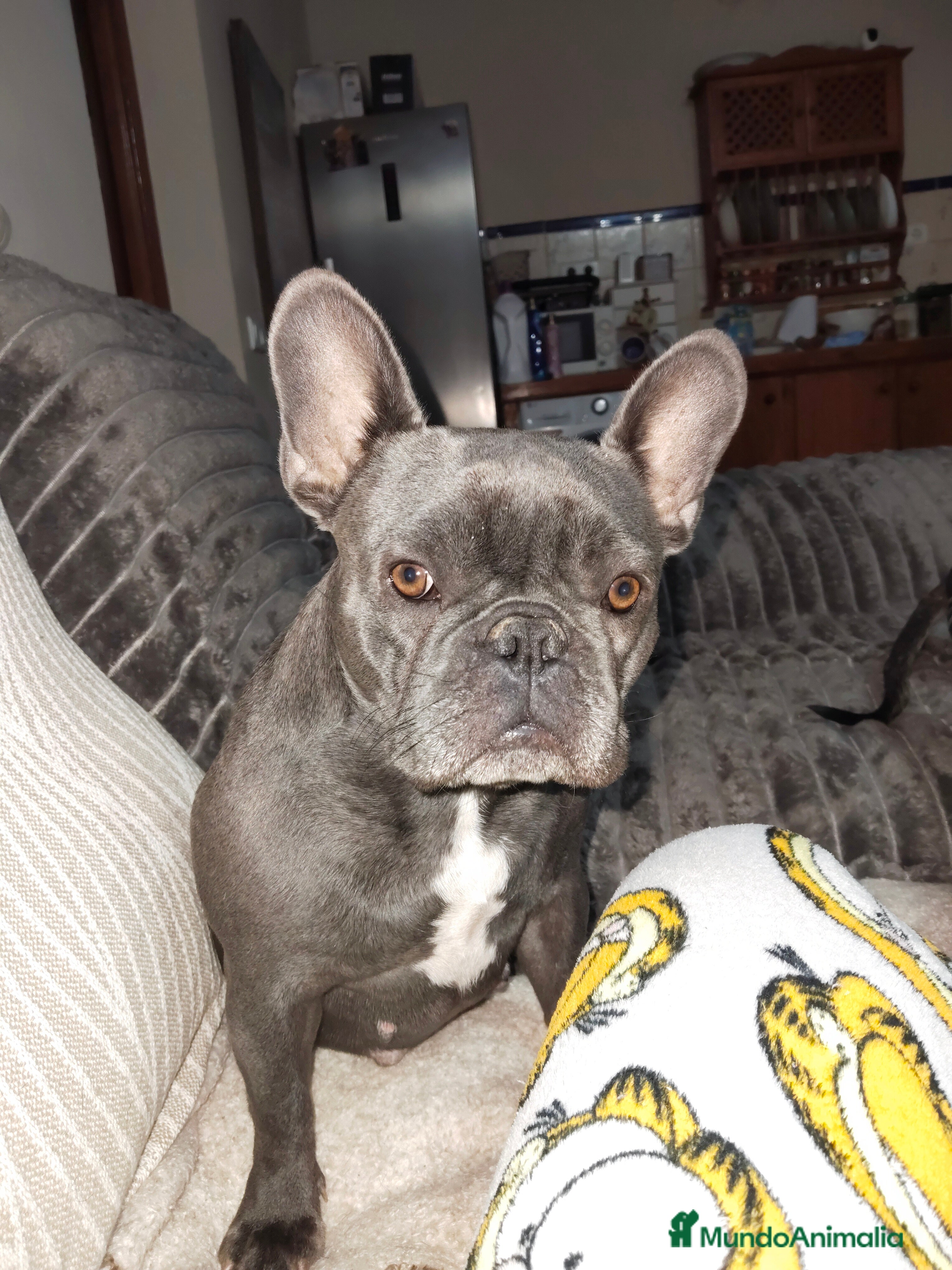 Bulldog Francés perros Bulldog francés hembra negra excelente morfología  - Anuncio 3