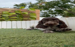 Cocker Spaniel Inglés perros en venta: COCKER RUANO - Imagen 12