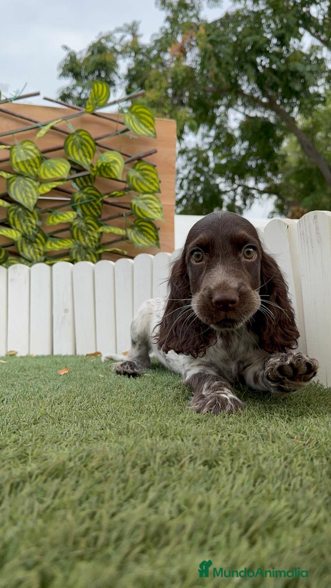 Cocker Spaniel Inglés perros en venta: COCKER RUANO - Imagen 12
