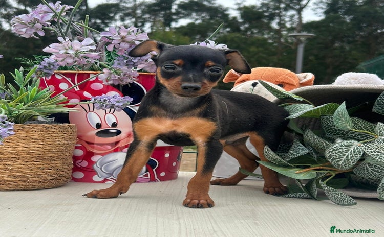 Pinscher Miniatura perros - Anuncio 5