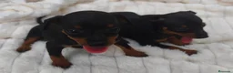 Pinscher Miniatura perros en venta: MINI PINSCHER TOY - Anuncio 3