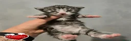 Maine Coon gatos en venta: Gatitas maine coon  - Anuncio 2
