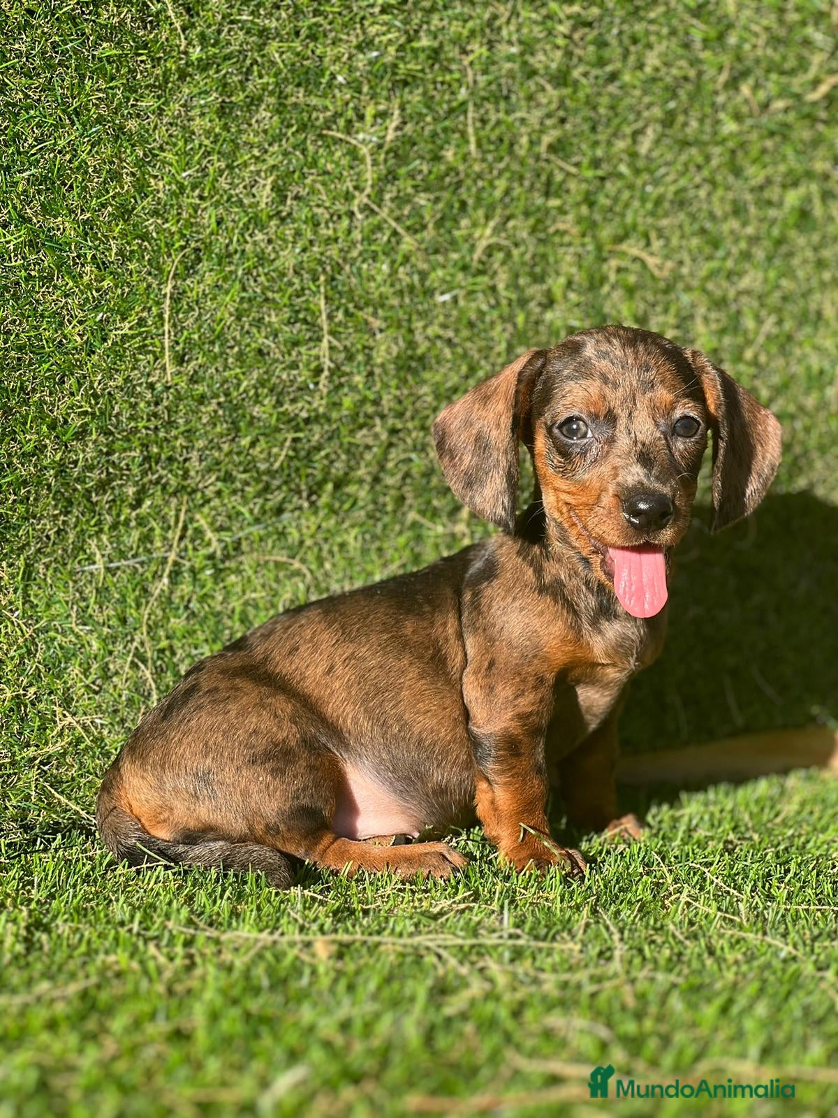 Teckel Miniatura perros Teckel listos para entregar !  - Anuncio 31