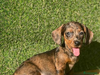 Teckel Miniatura perros Teckel listos para entregar ! - Anuncio 15