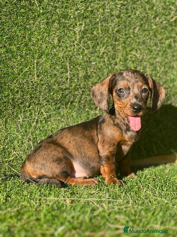 Teckel Miniatura perros - Anuncio 8