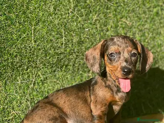 Teckel Miniatura perros Teckel listos para entregar ! - Anuncio 30