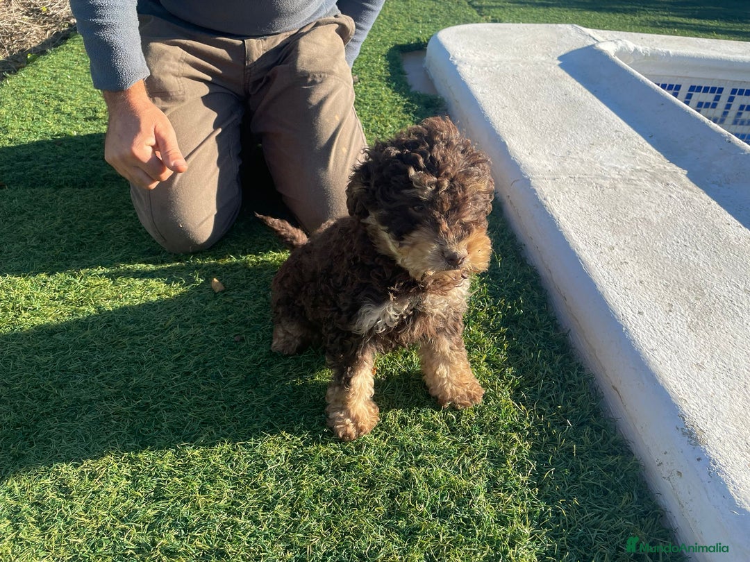 Perro de Agua Español perros en venta: Perro de agua  - Anuncio 5