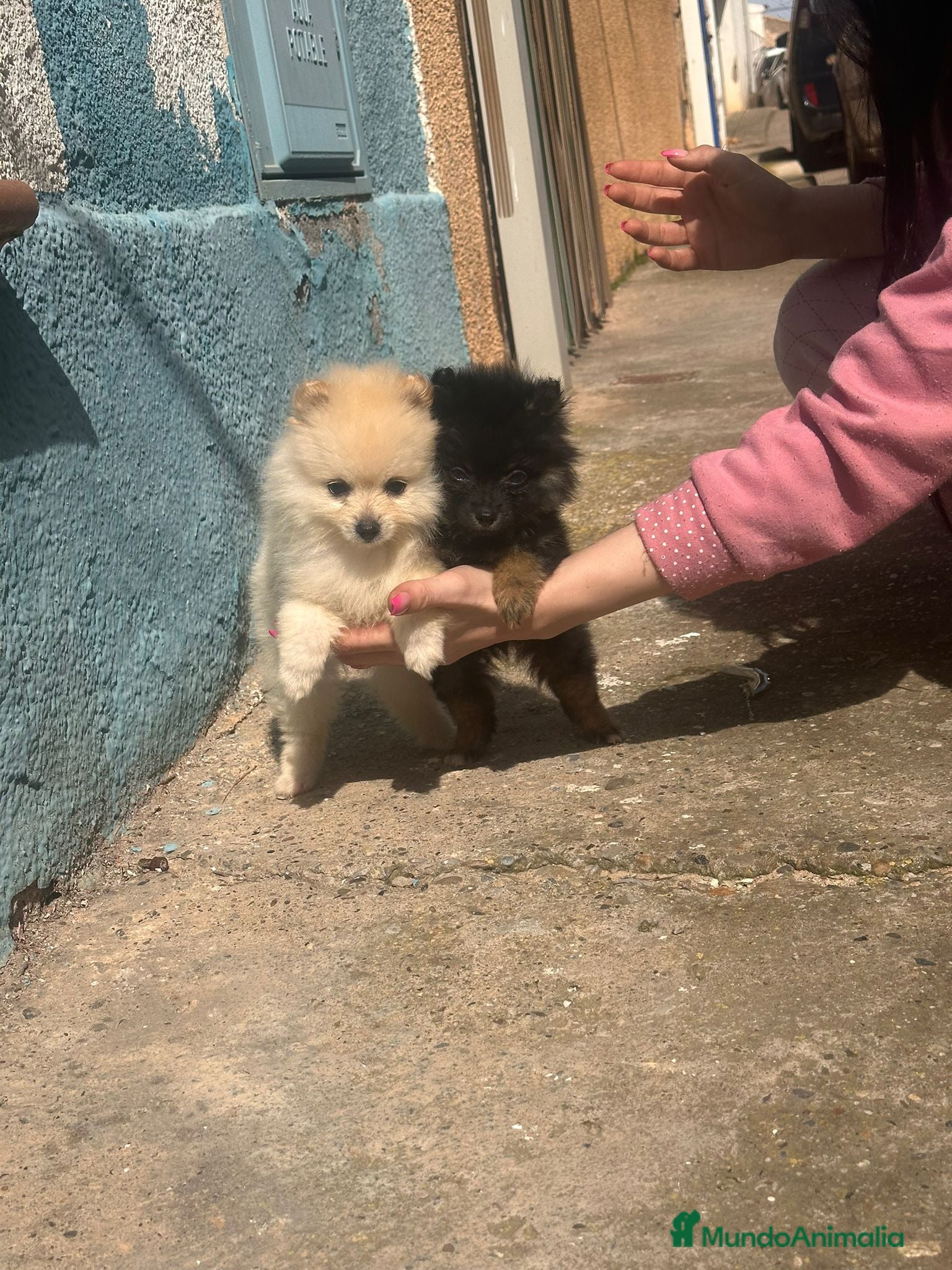 Pomerania perros Pomerania toy - Anuncio 1