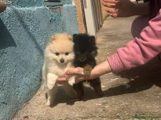 Pomerania perros Pomerania toy - Anuncio 1
