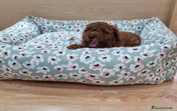 Caniche Enano perros en venta: Caniches - Imagen 1